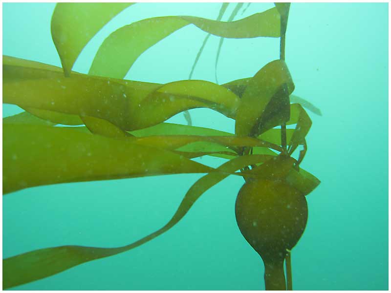 underwater grass