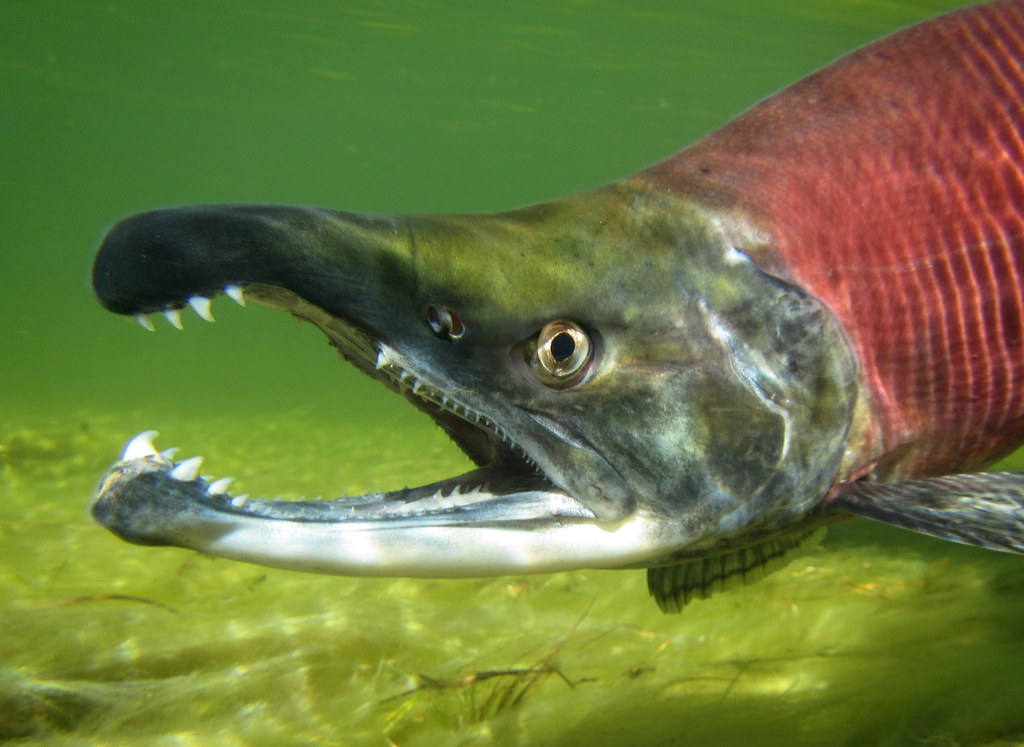an open mouthed fish