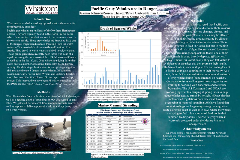 Pacific gray whales are dying