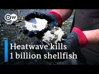 Canada heatwave cooks up to one billion shellfish alive