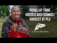 Puyallup Tribe hosts c’abid (camas) harvest at PLU