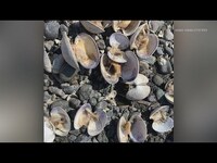 Washington's historic heat wave could have long-term impacts on shellfish industry